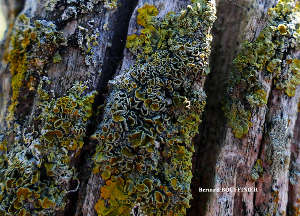 Xanthoria parietina forme lignicole des milieux marins.