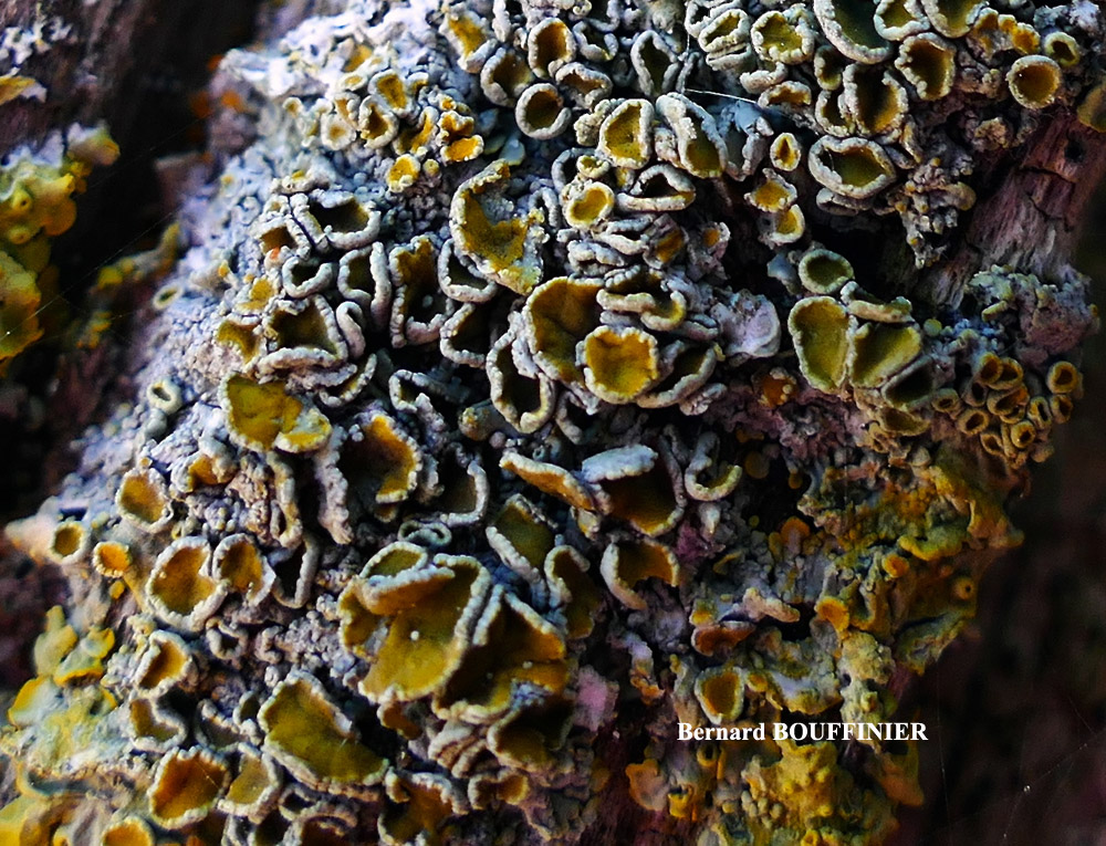 Xanthoria parietina forme lignicole des milieux marins.