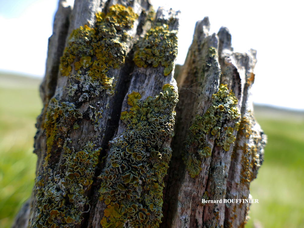 Xanthoria parietina forme lignicole des milieux marins.