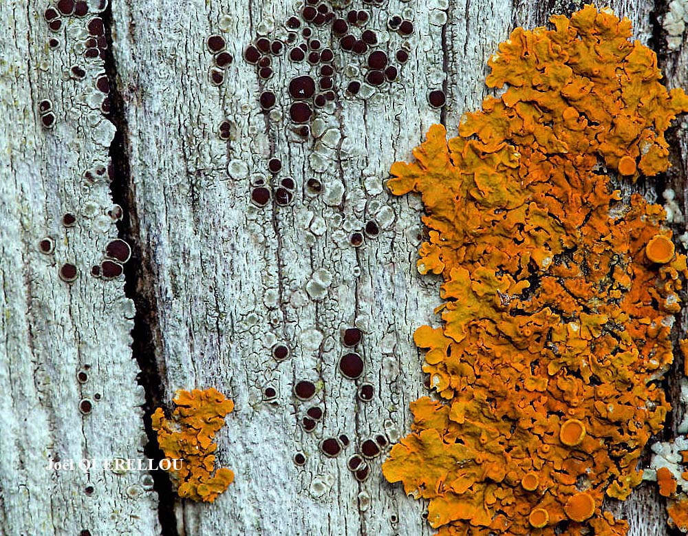Xanthoria parietina forme lignicole des milieux marins.