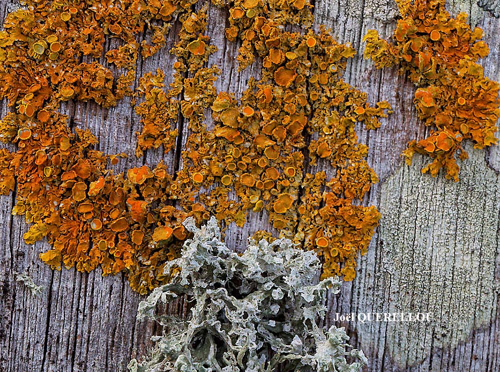 Xanthoria parietina forme lignicole des milieux marins.