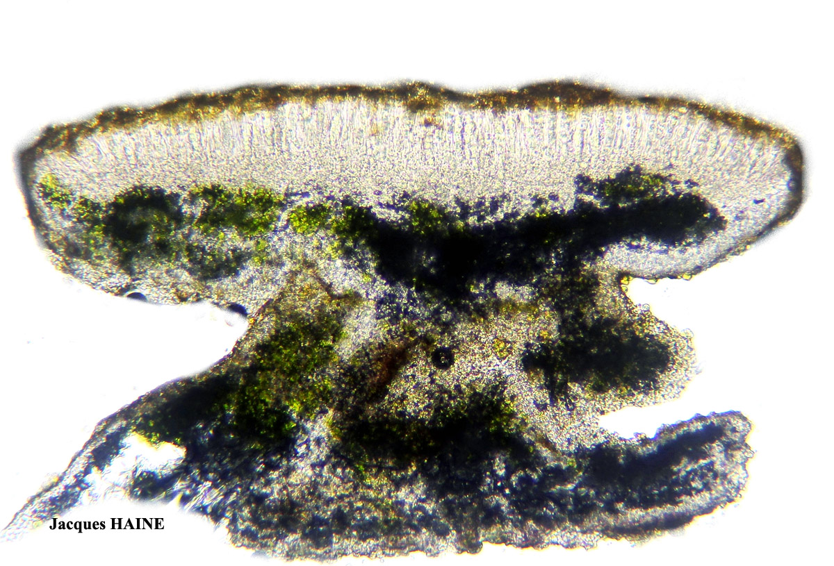 Xanthoria parietina forme saxicole des roches calcaires.