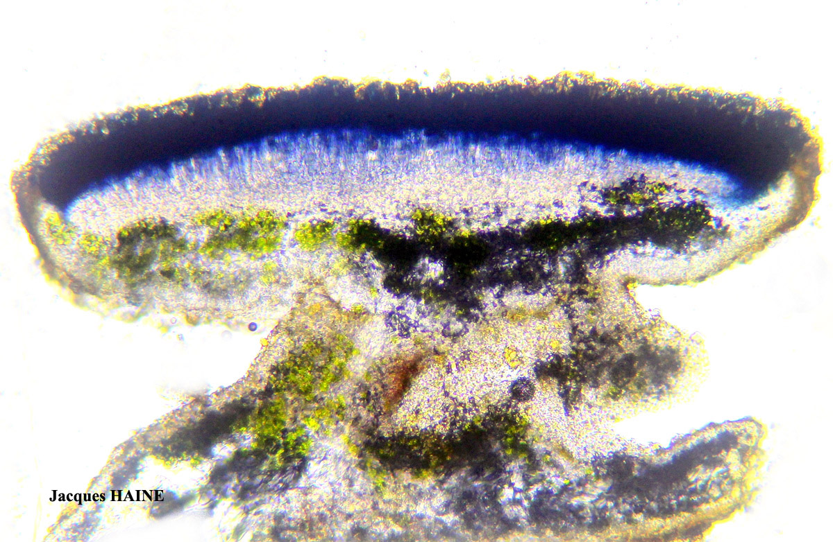 Xanthoria parietina forme saxicole des roches calcaires.